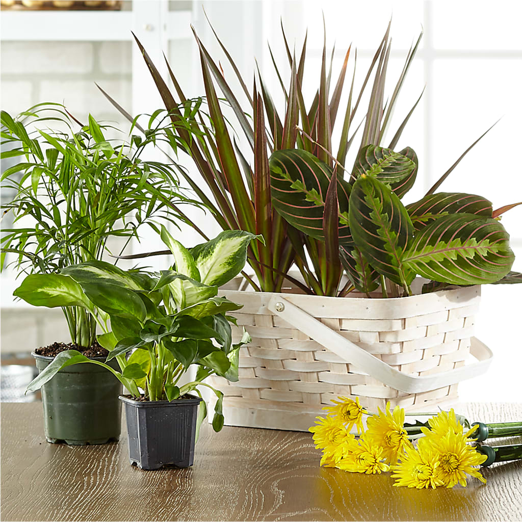 Florist Designed Blooming and Green Plants in a Basket – Leysha Flowers, Middlesex NJ