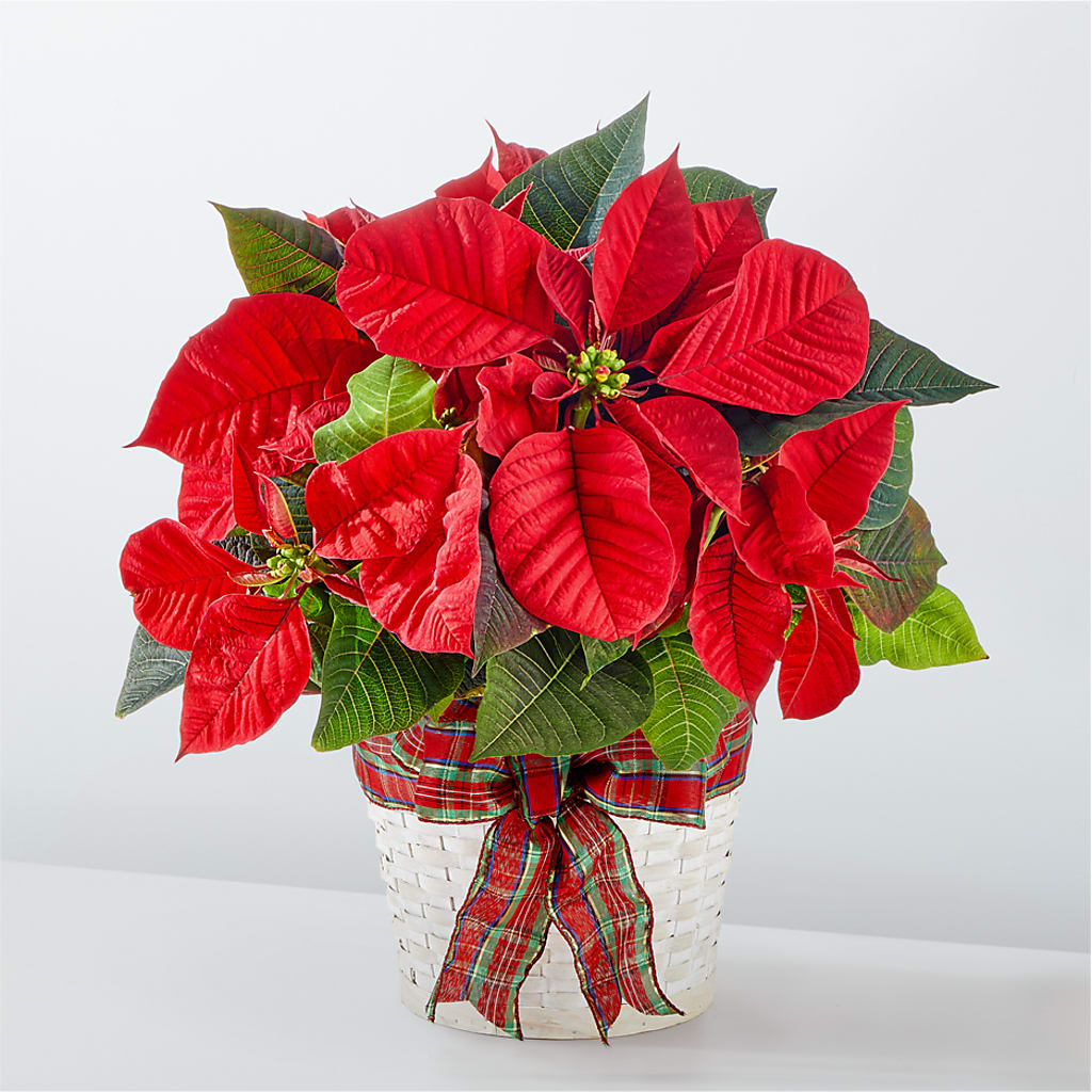 Happiest Holidays Poinsettia – Leysha Flowers, Middlesex NJ