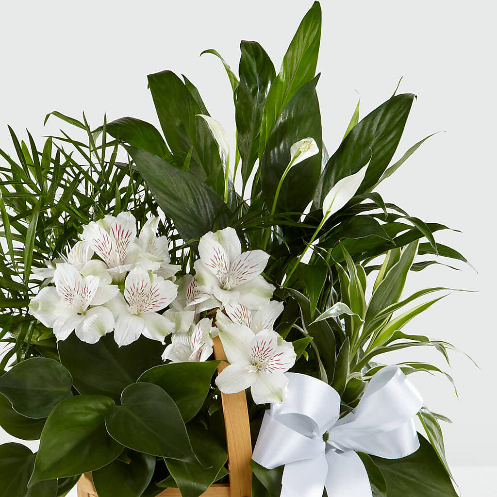Peace & Serenity Dishgarden – Leysha Flowers, Middlesex NJ