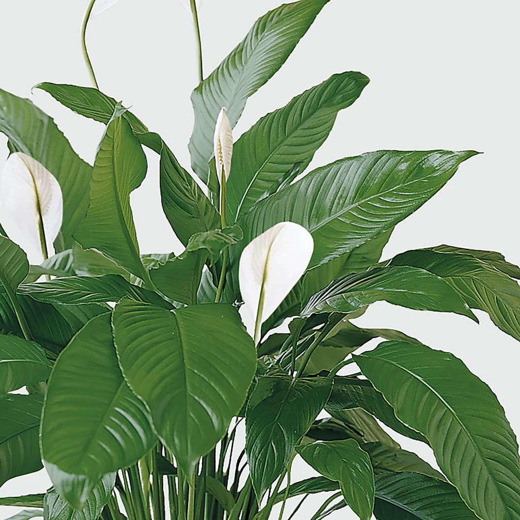 Tranquil Moments Peace Lily Plant – Leysha Flowers, Middlesex NJ