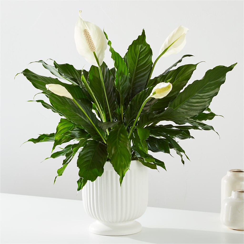 Comfort Planter – Leysha Flowers, Middlesex NJ