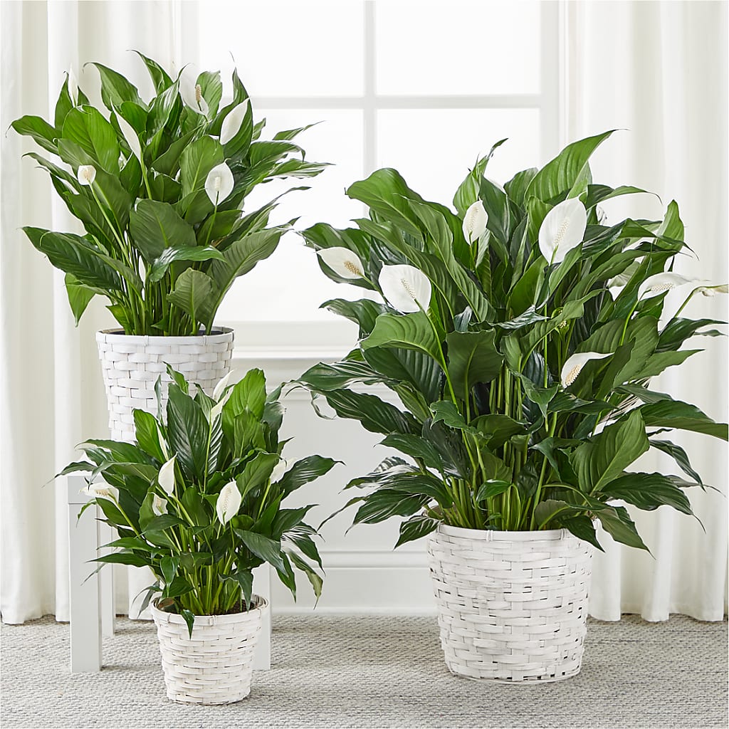 A New Leaf Peace Lily – Leysha Flowers, Middlesex NJ
