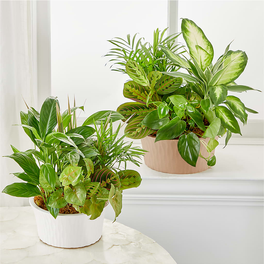 Balance & Harmony Dishgarden – Leysha Flowers, Middlesex NJ