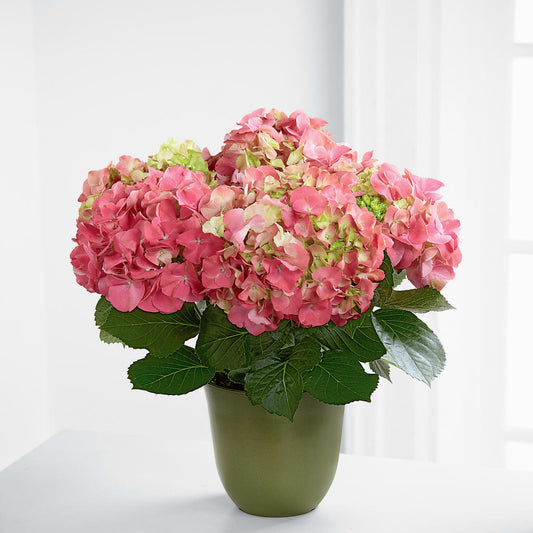 Pink Hydrangea Planter –  Leysha Flowers, Middlesex NJ
