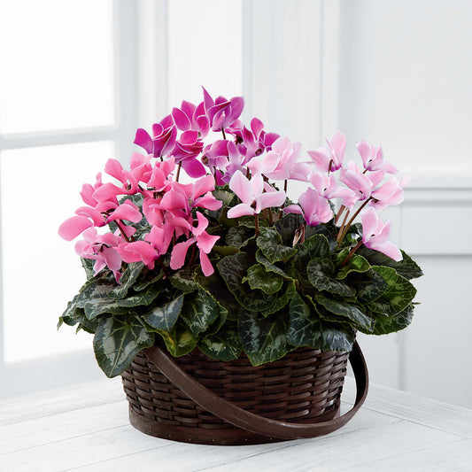 Mixed Cyclamen Planter –  Leysha Flowers, Middlesex NJ
