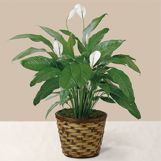 Tranquil Moments Peace Lily Plant –  Leysha Flowers, Middlesex NJ