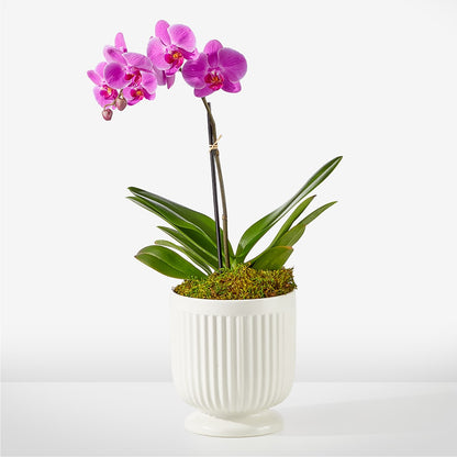 Friendly Fuchsia Orchid –  Leysha Flowers, Middlesex NJ