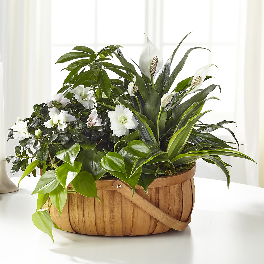 Serene Dishgarden –  Leysha Flowers, Middlesex NJ