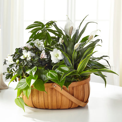 Serene Dishgarden –  Leysha Flowers, Middlesex NJ