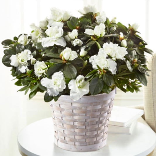 White Azalea Plant –  Leysha Flowers, Middlesex NJ