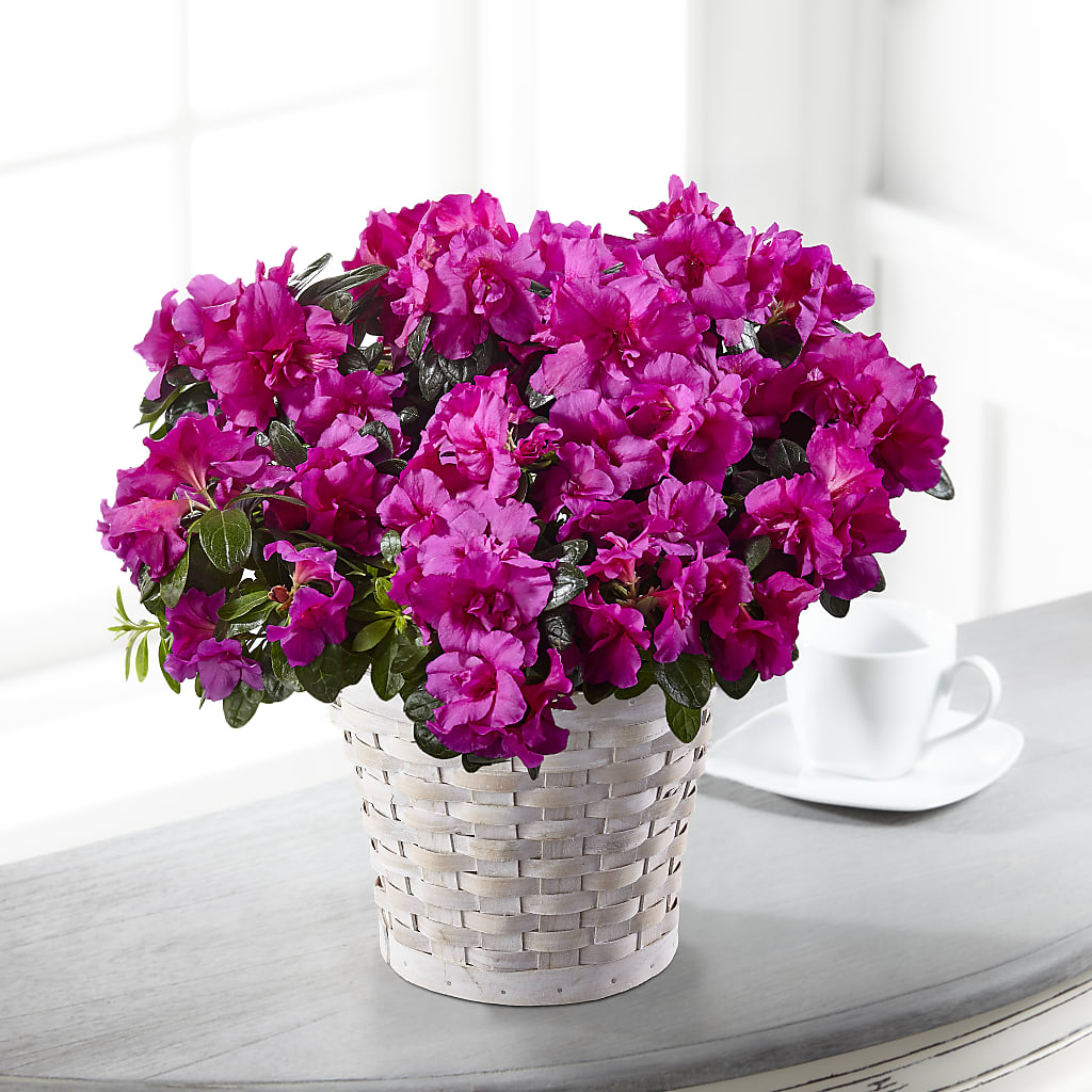 Hope & Serenity Azalea Plant –  Leysha Flowers, Middlesex NJ