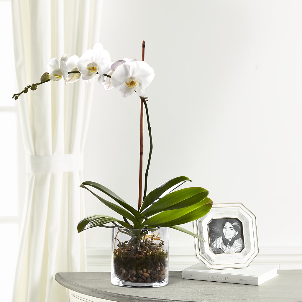 White Orchid Planter –  Leysha Flowers, Middlesex NJ