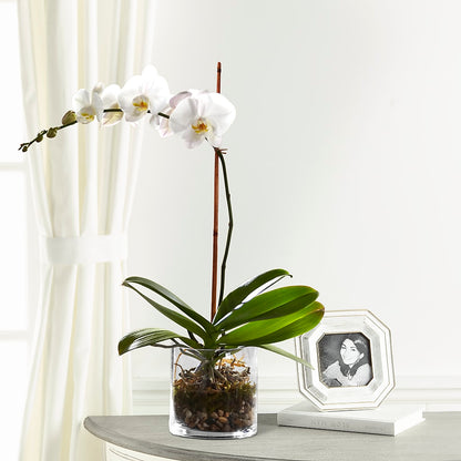 White Orchid Planter –  Leysha Flowers, Middlesex NJ
